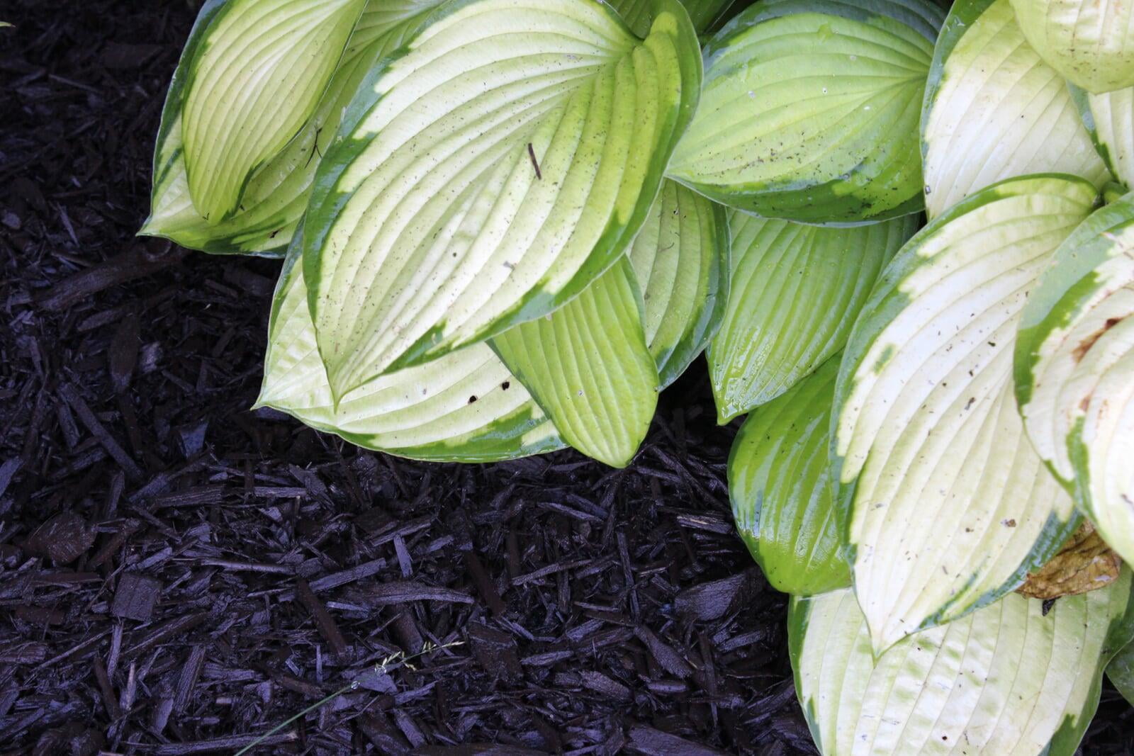 Organic Weed Barrier Solution!